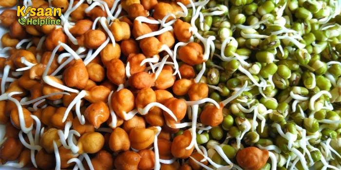 पोषक तत्वों से भरपूर होते हैं अंकुरित अनाज, जानिए अंकुरित अनाज के महत्त्व के बारे में